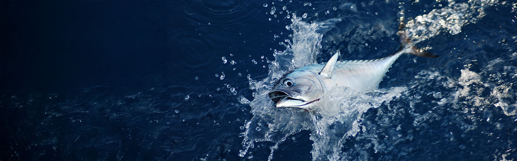 All Saltwater Blanks