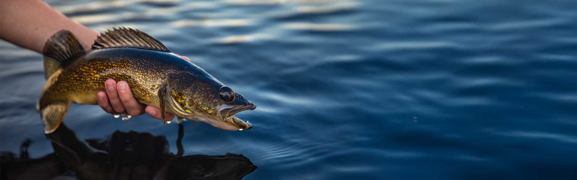 Stryker Walleye Rods