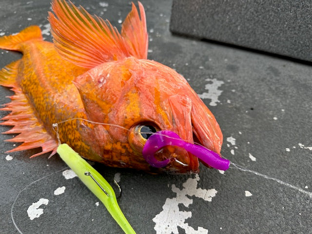 4" "Purple" Curly Tail (12 Pack)