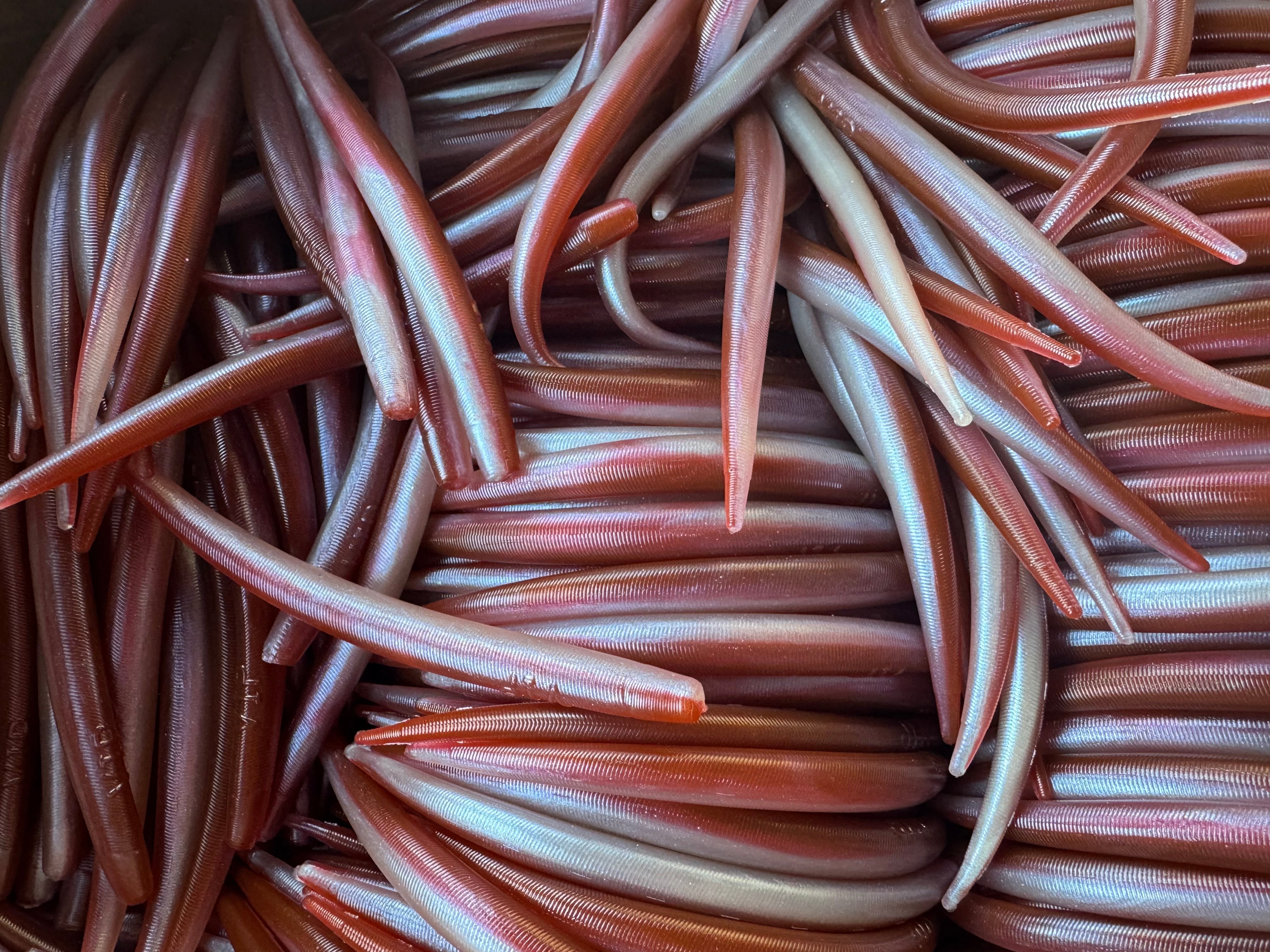 6"  Bloody Tuna Eel  (Single Bait)