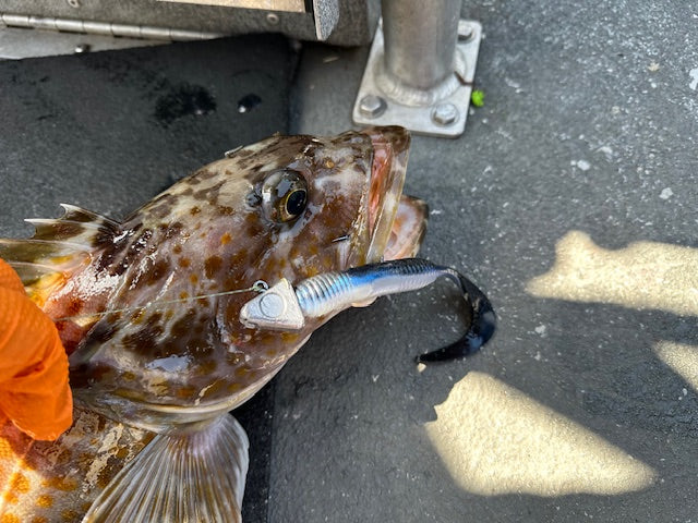 6" "Black Chovy" Curly Tail - (Single Bait)