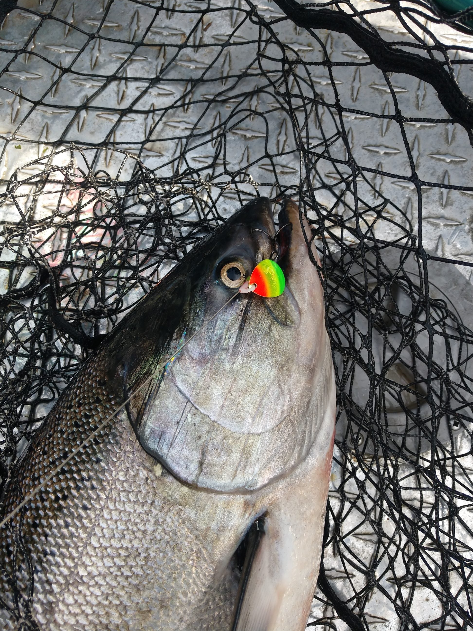 #3.5 Colorado "Philz Special" Spinner Blade (Single Blade)